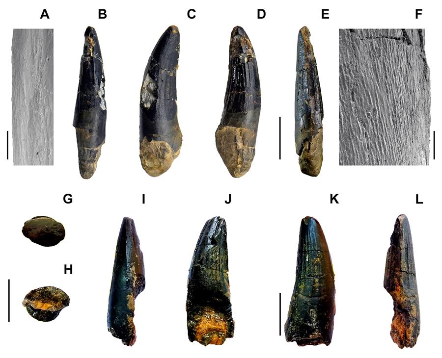 Hallazgo de dientes de dinosaurio avala teoría sobre el Cretácico