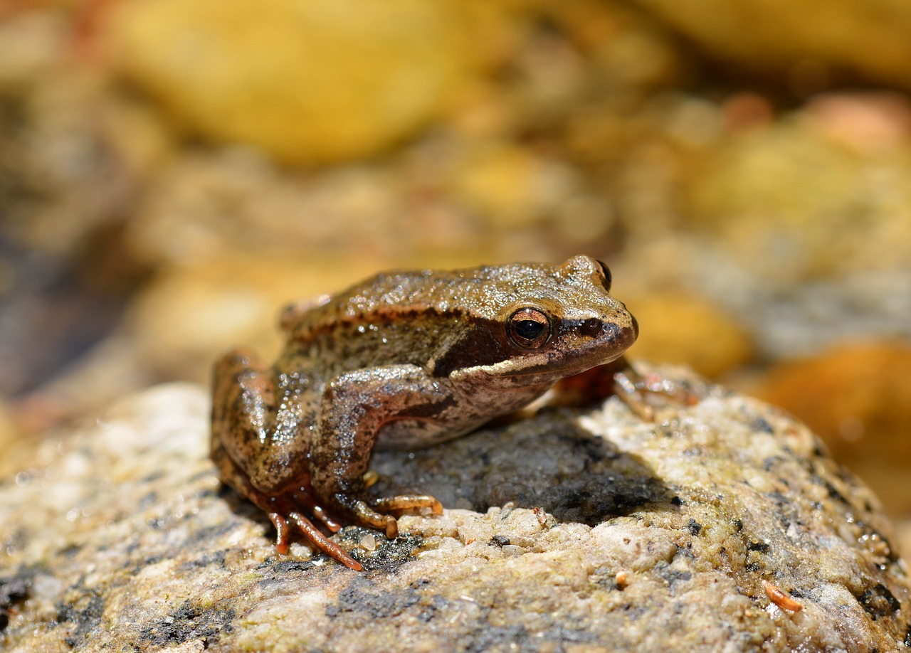 Una especie de rana brasileña vive en un harén de tres y todos son fieles