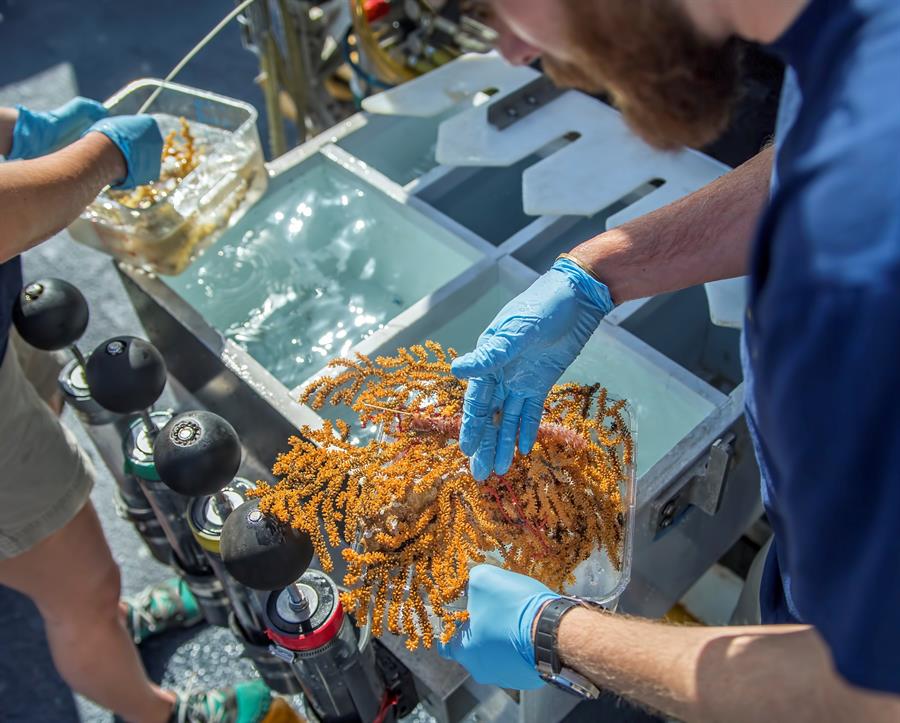 Descubren 30 especies de invertebrados marinos en islas Galápagos