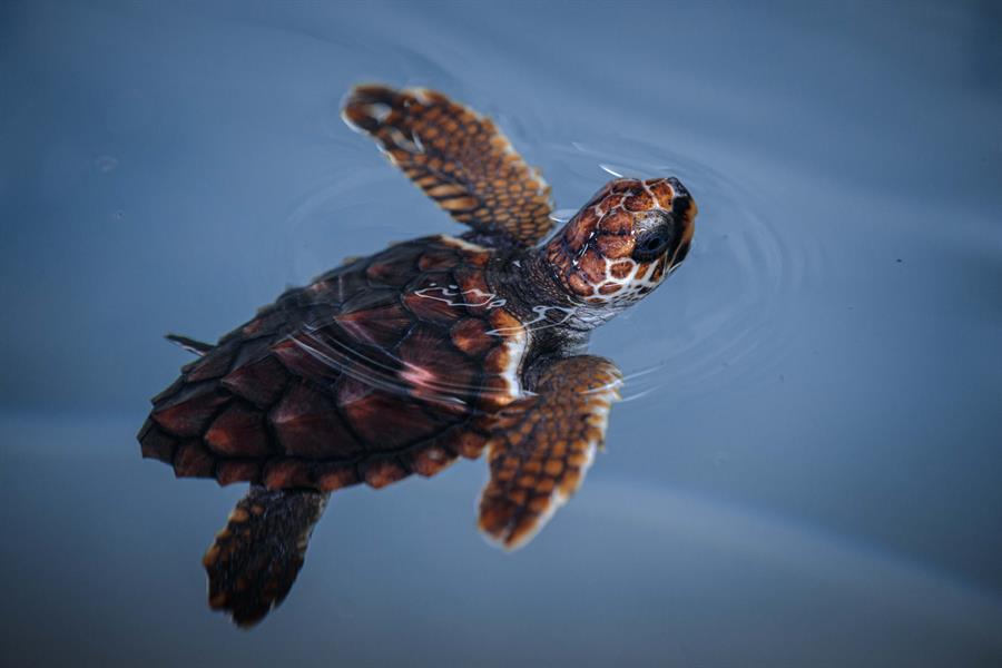 La tortuga boba resiste en el Mediterráneo pese a las amenazas