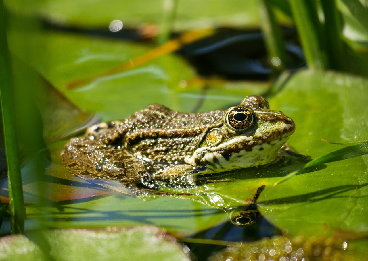 Hallan en Brasil nueva especie de rana de hace 119 millones de años