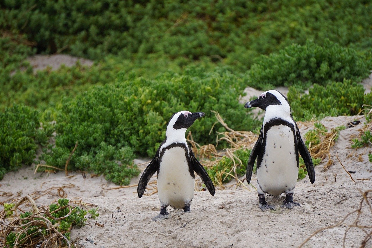 El repostaje de barcos en alta mar amenaza a los pingüinos africanos