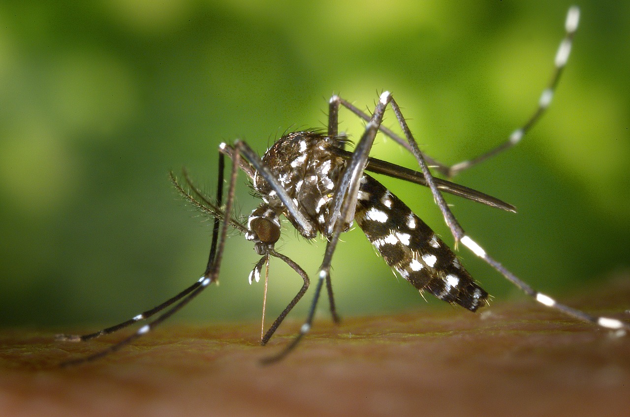 Cuando el hombre envía mosquitos a combatir los males que transmiten