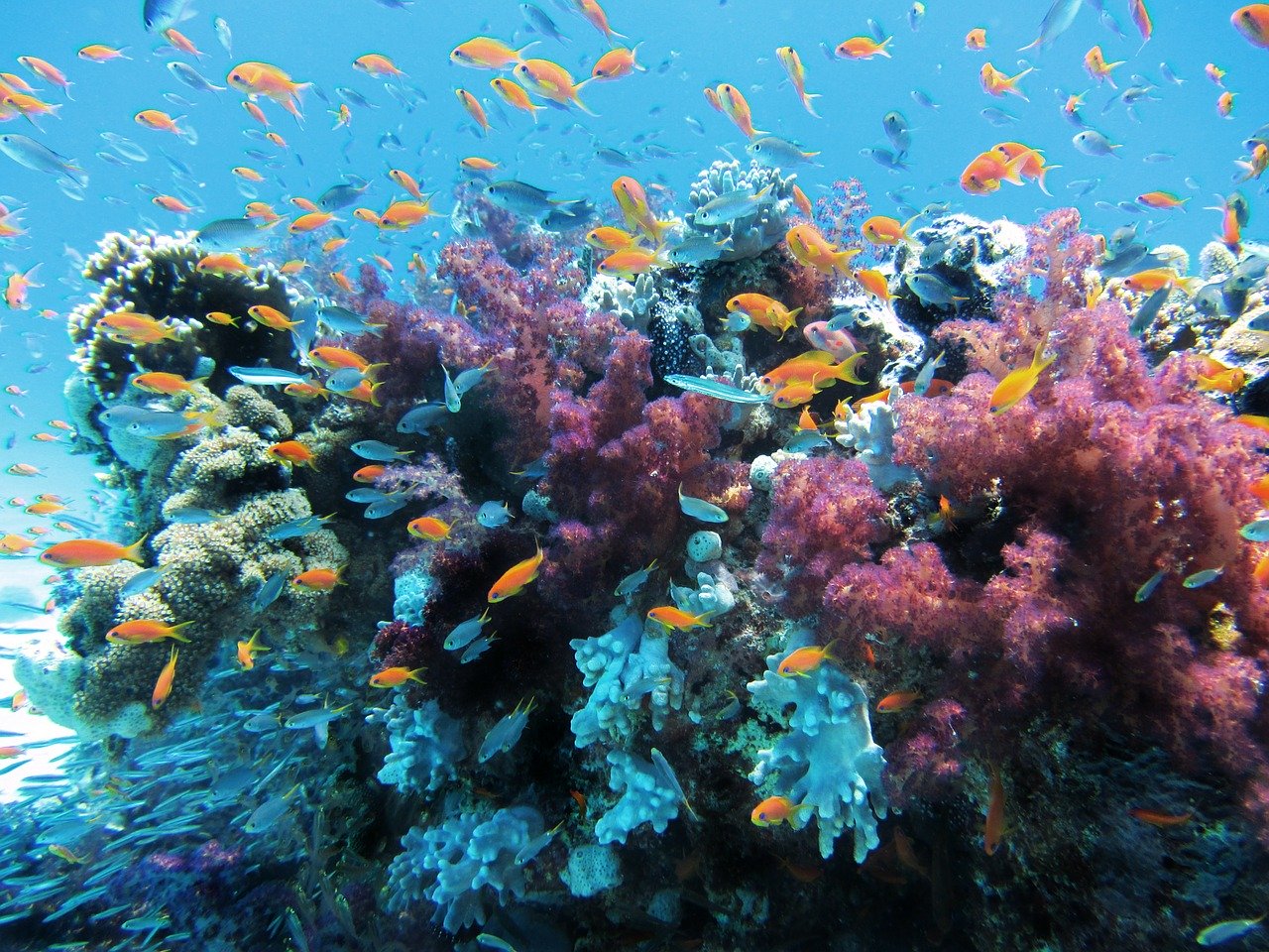 La marea negra de isla Mauricio es una amenaza para el coral