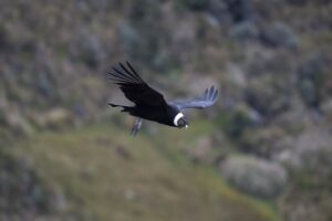 ECUADOR-ANDEAN-CONDOR-CONSERVATION