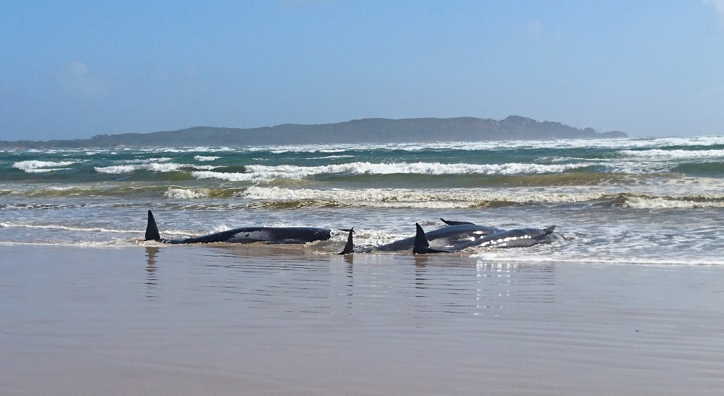 Más de 250 ballenas están varadas en el sur de Australia