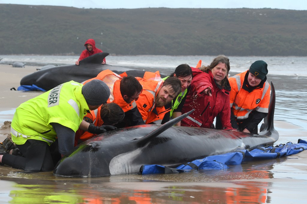 Ballenas varadas en Tasmania, un fenómeno con muchos precedentes