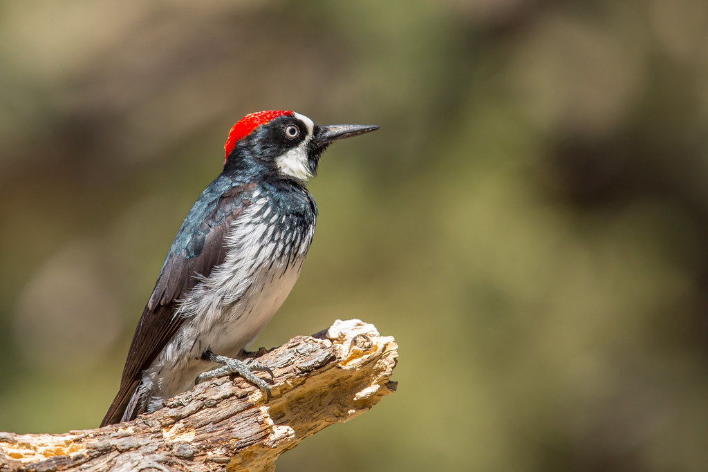 Los pájaros carpinteros van a la guerra por territorios valiosos