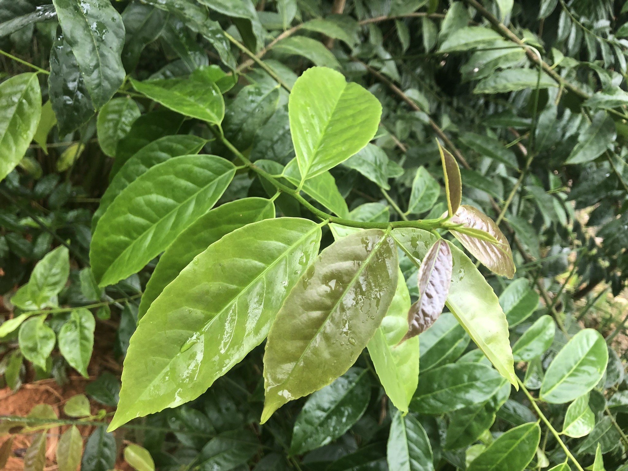 Guayusa, la planta energizante y antioxidante que se produce en Ecuador