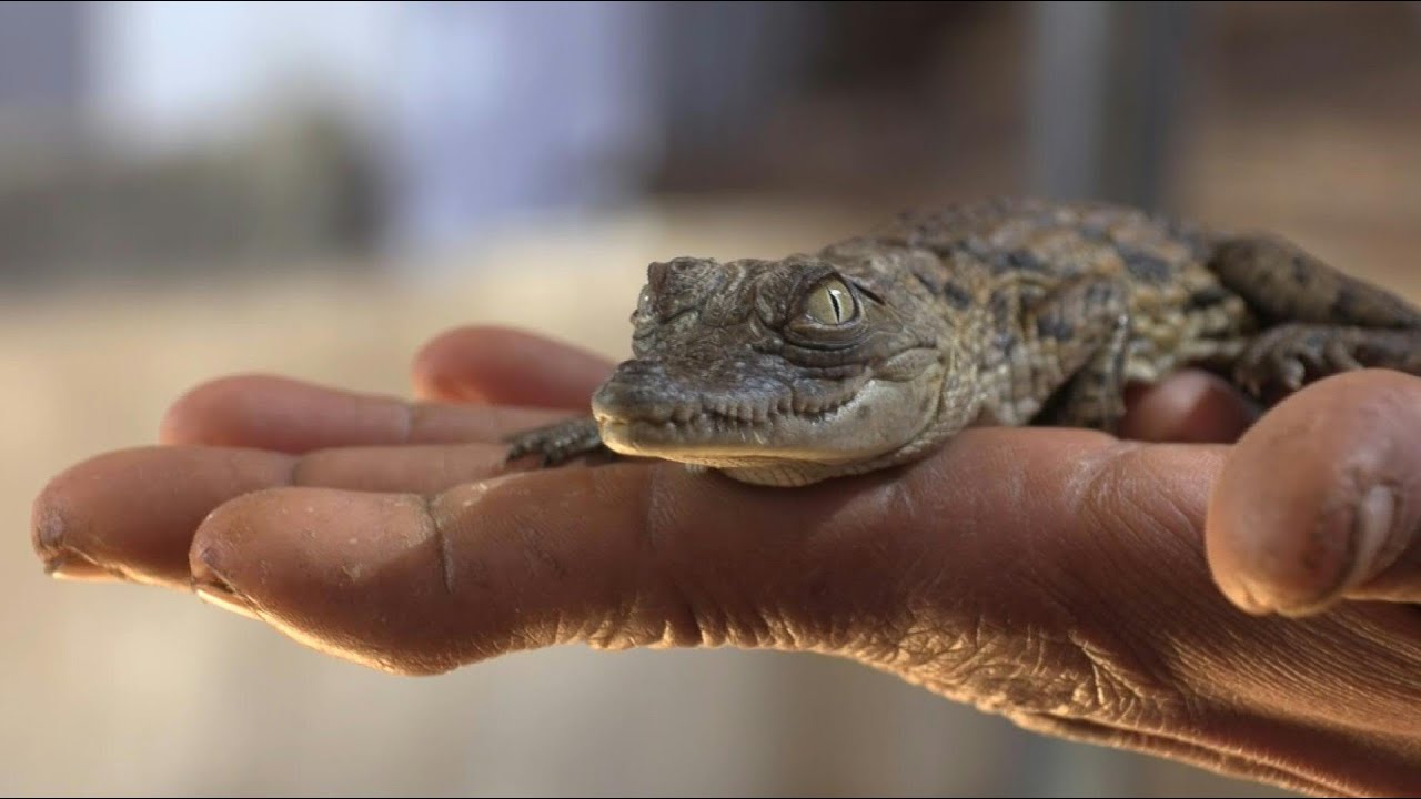 Criar cocodrilos como mascotas, la tradición de esta cultura milenaria 