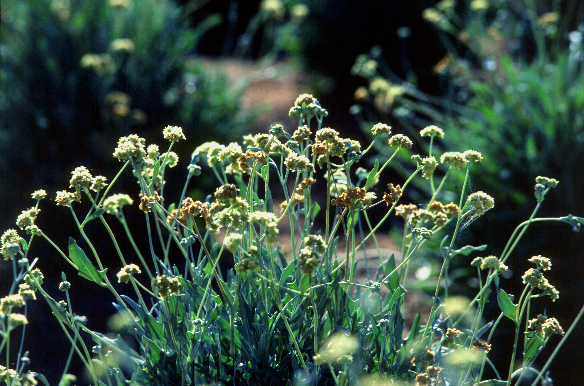  En México estudian al guayule, una planta con potencial anticancerígeno