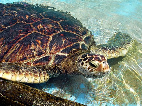 Guardianes de tortugas en Malasia, buscan preservarlas para futuras generaciones