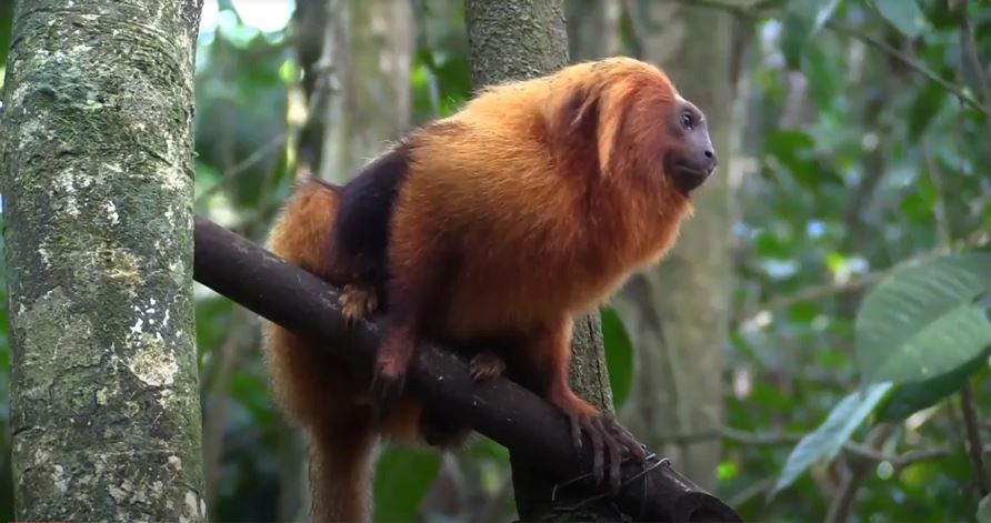 Brasil construye un puente para preservar la vida del “titi leoncito”