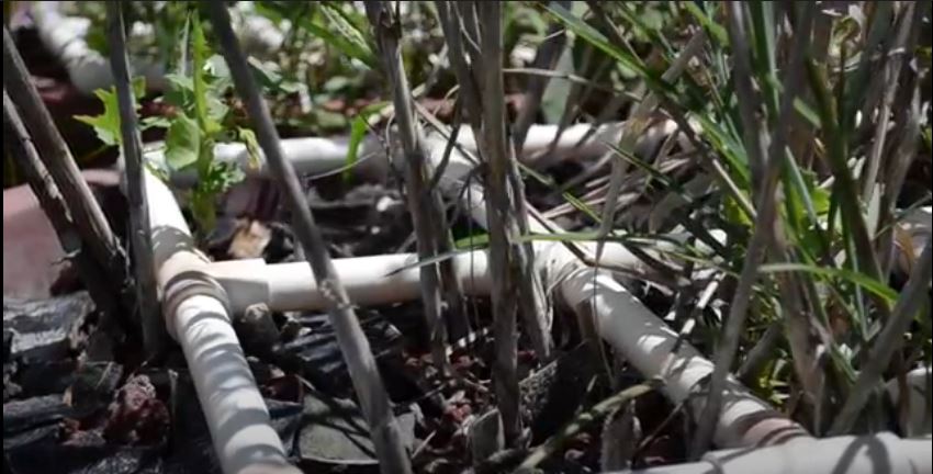  Humedales como alternativa para sanear el agua en Puebla, México