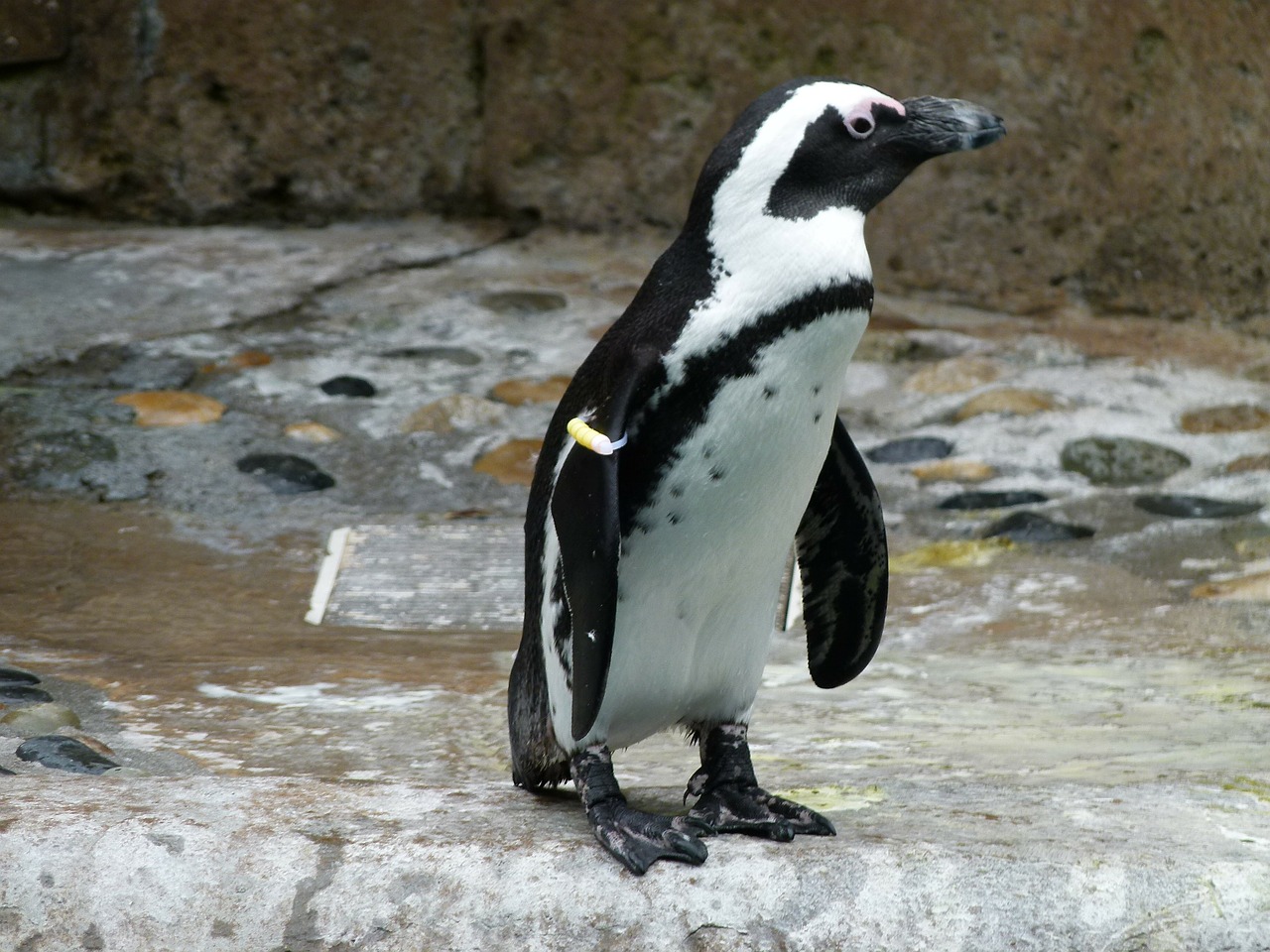 El comercio marítimo amenaza la mayor colonia de pingüinos africanos 