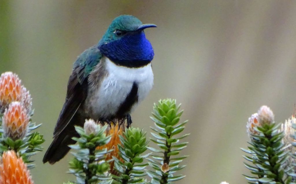  “Estrellita ecuatoriana”, el colibrí que canta tan agudo que se confunde con el viento