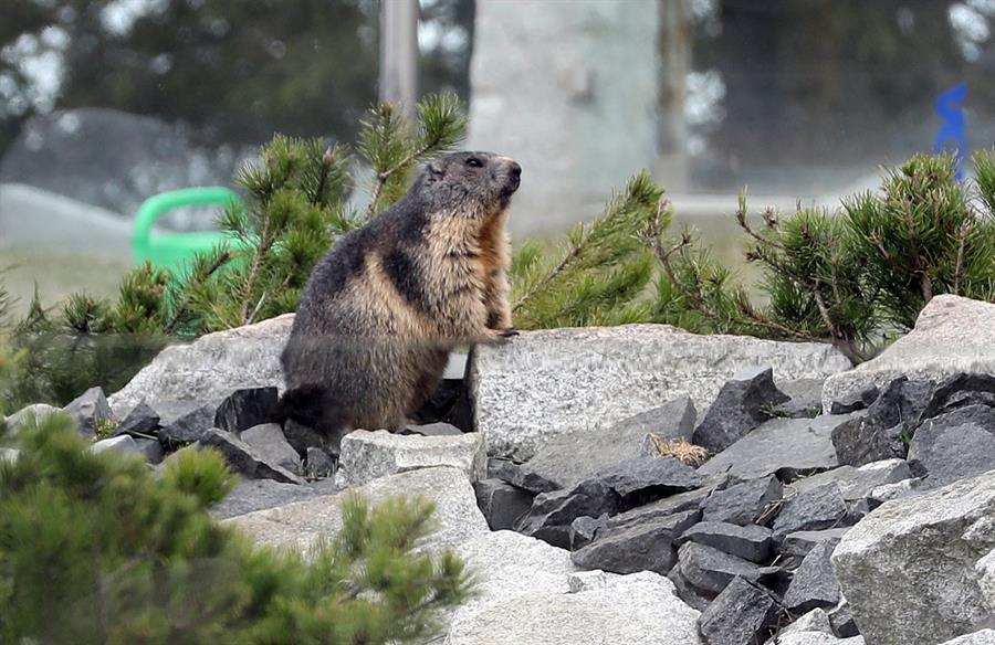 Descubren que las marmotas se comunican por dialectos