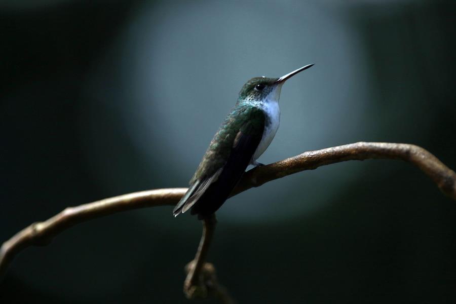 Colibríes atraen el turismo en parque hondureño afectado por COVID-19