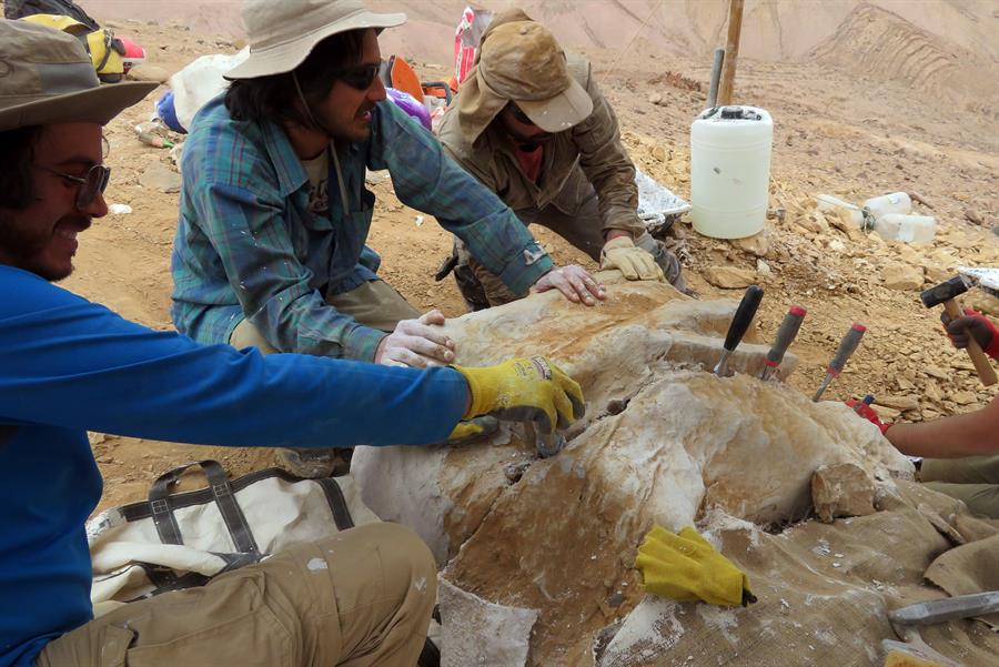 Hallan en Chile fósiles de un gran depredador marino del Jurásico