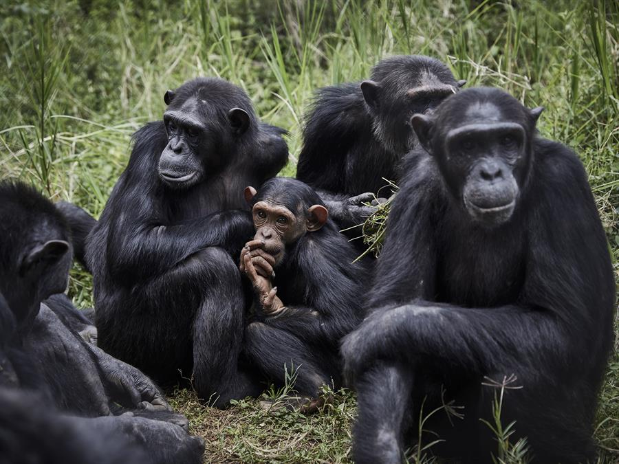 Los chimpancés muestran más diversidad de comportamiento en entornos variables