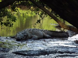 Crocodylus acutus la especie que se distribuye en Jalisco
