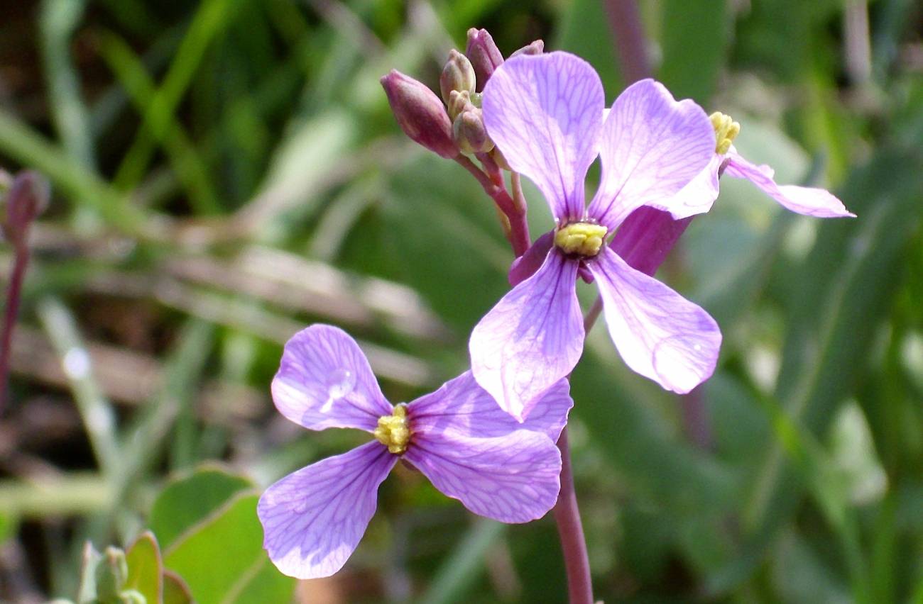 Descubren una planta que produce flores diferentes en primavera y verano