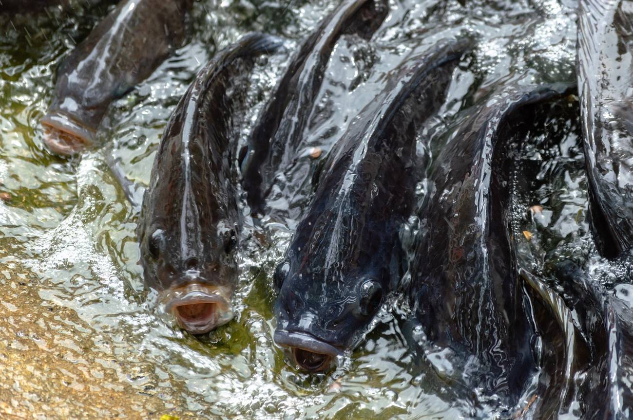 Diseñan nuevas baterías sostenibles a partir de colágeno de pescado