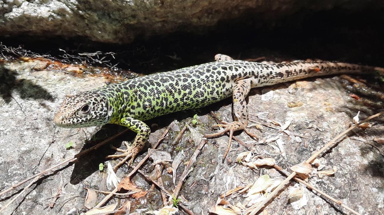 La crisis climática envejece a peces, anfibios y reptiles