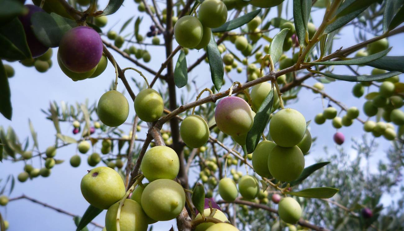 La mosca del olivo tiene una alta resistencia genética a los insecticidas