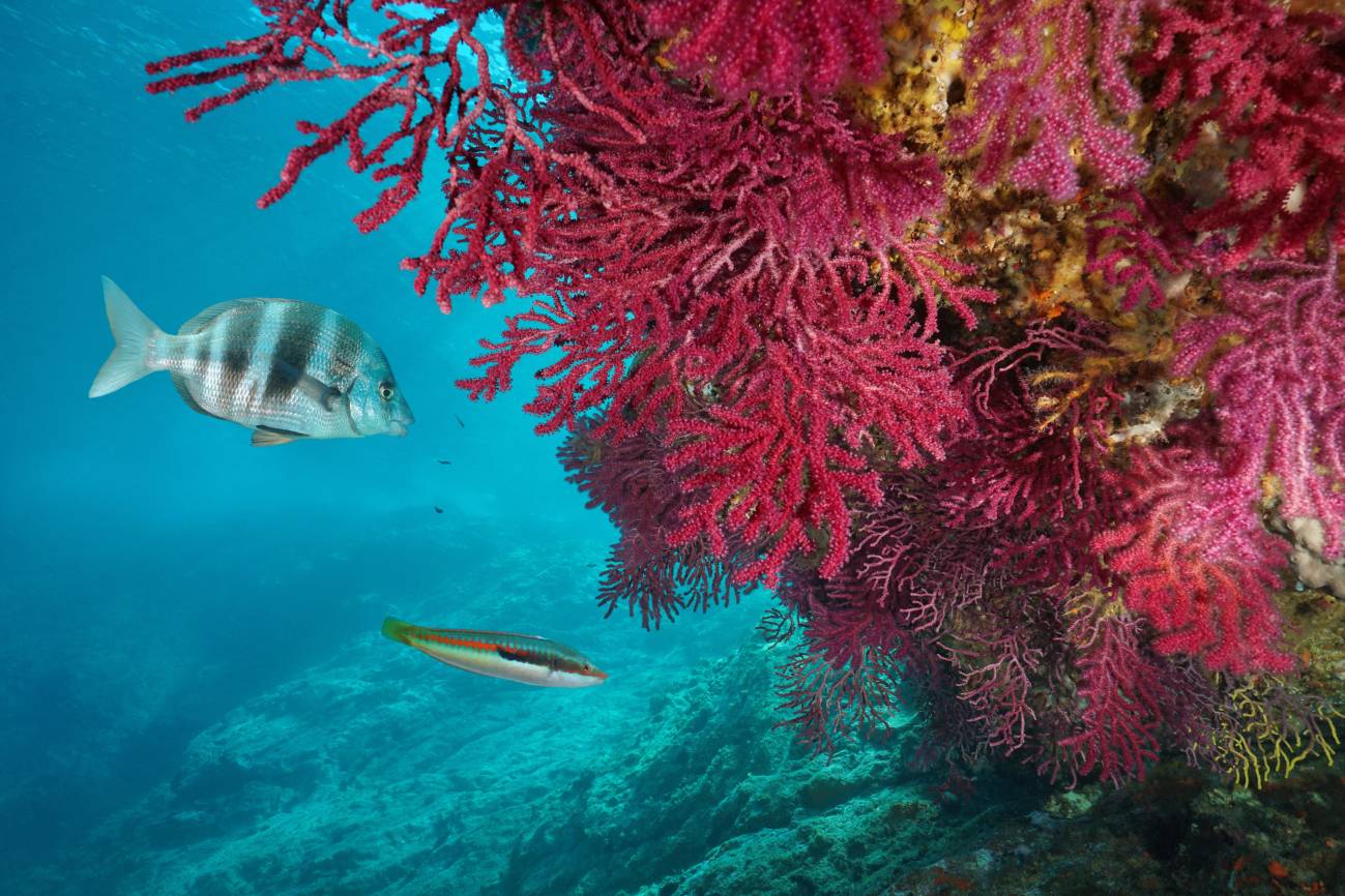 El genoma de un coral para entender mejor el impacto de la crisis climática