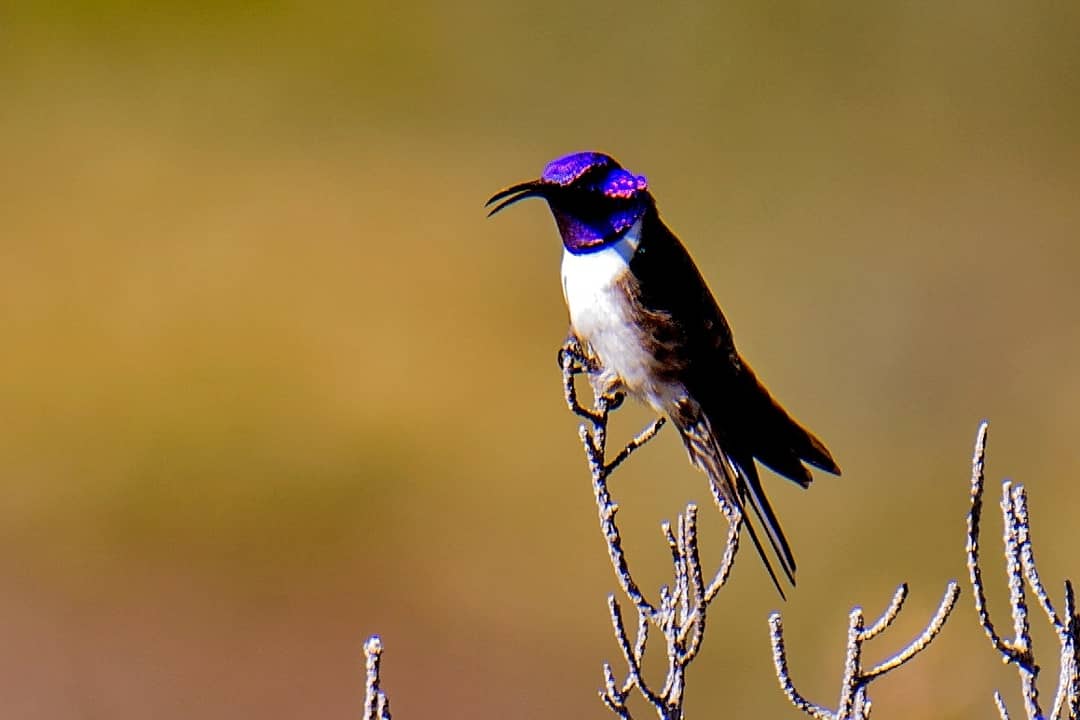 El colibrí que maravilló a la ciencia con su canto único de contratenor