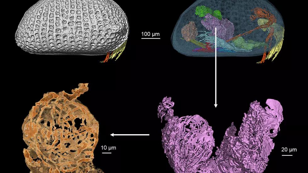 Hallan en Birmania espermatozoides de 100 millones de años