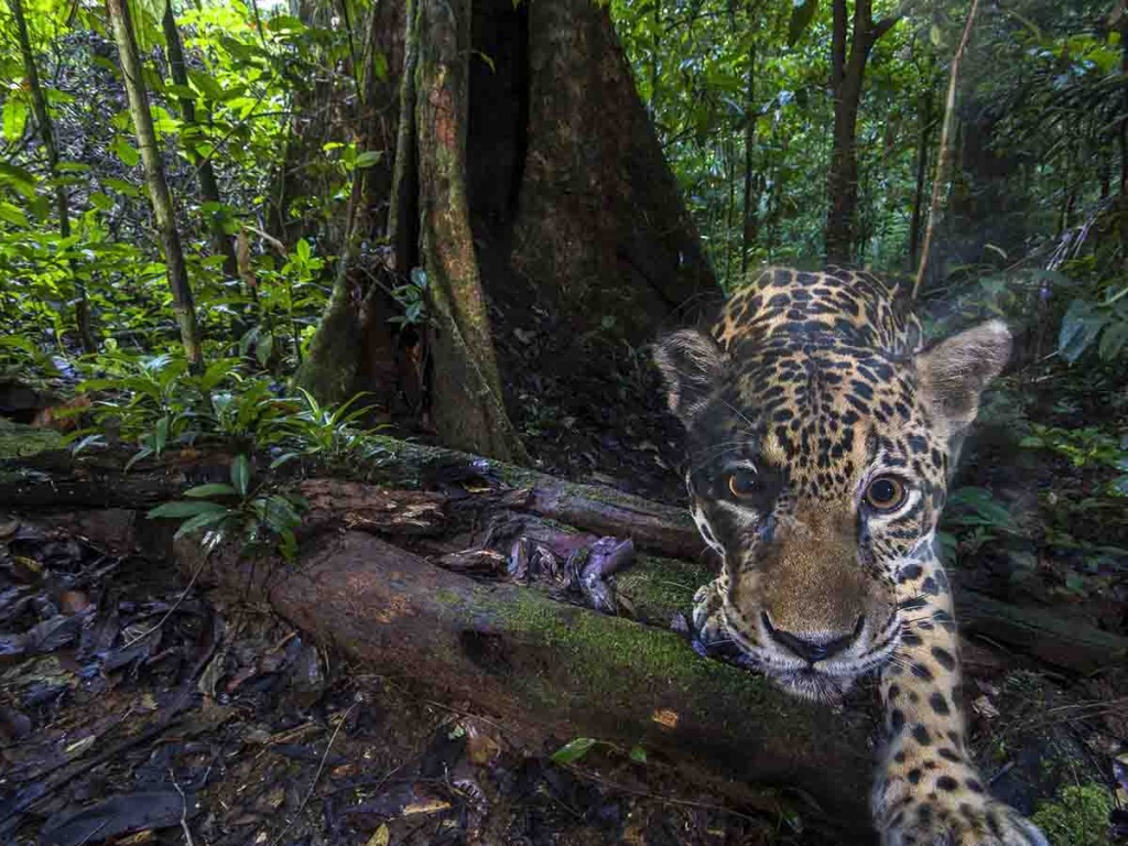 El tiempo se agota para evitar la sexta extinción masiva del planeta: ONU