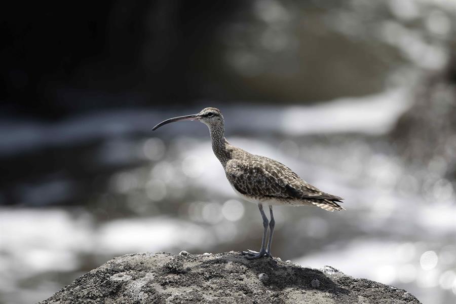 Costa Rica amplía su área de protección marina para saldar deuda histórica