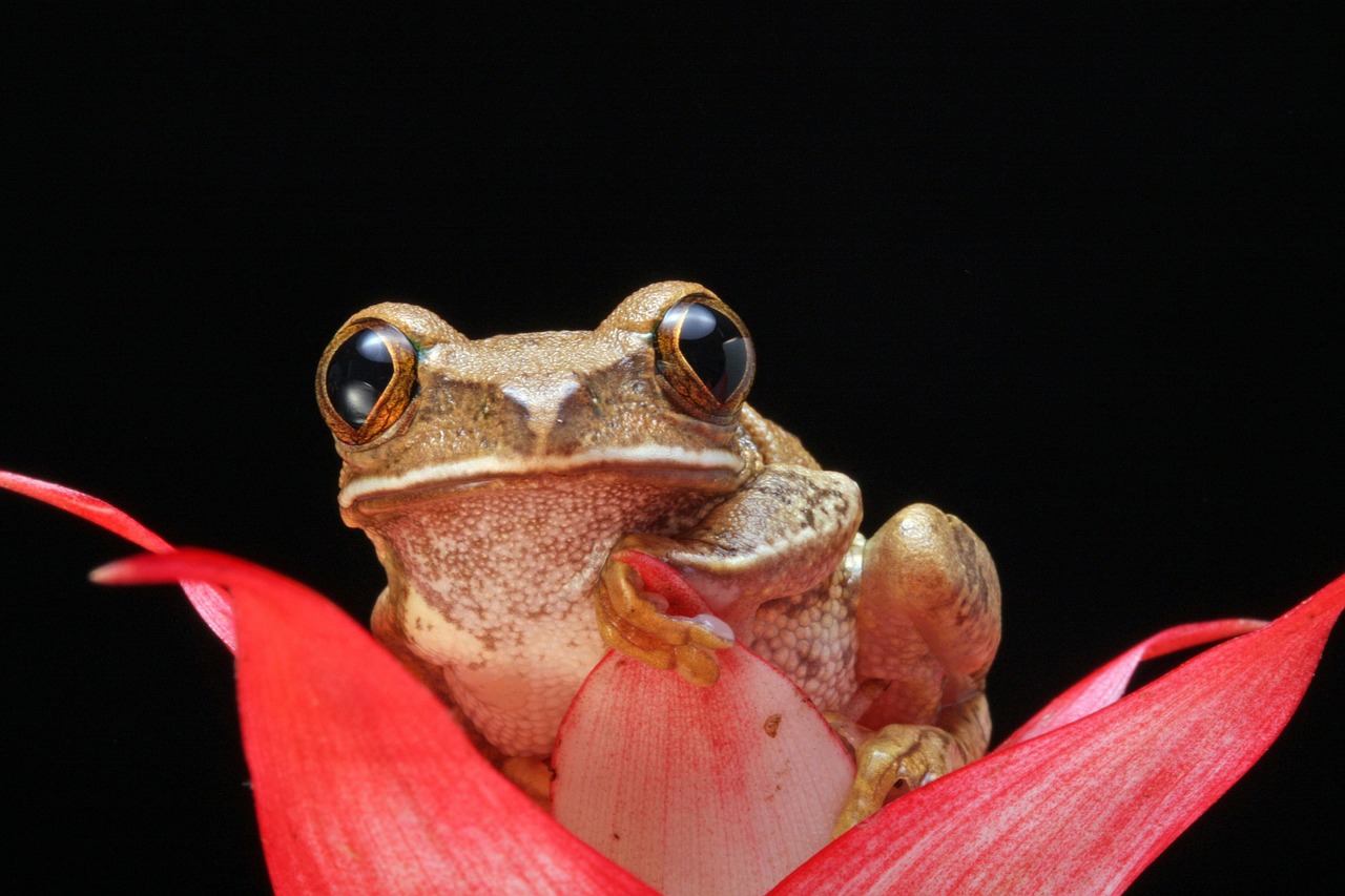 El mundo perdió casi 70 por ciento de la fauna salvaje desde 1970: WWF