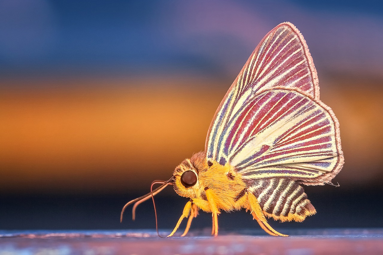 Teléfonos móviles podrían influir en mortalidad de los insectos: estudio