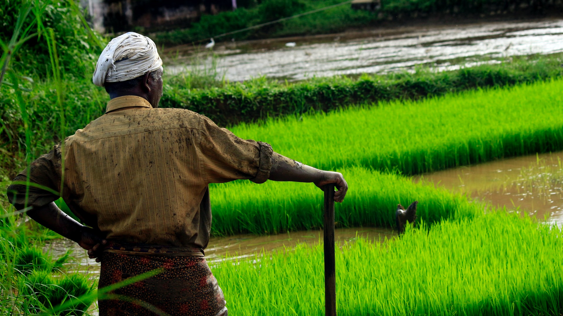 Indonesia crea áreas agrícolas gigantes para asegurar autonomía alimentaria