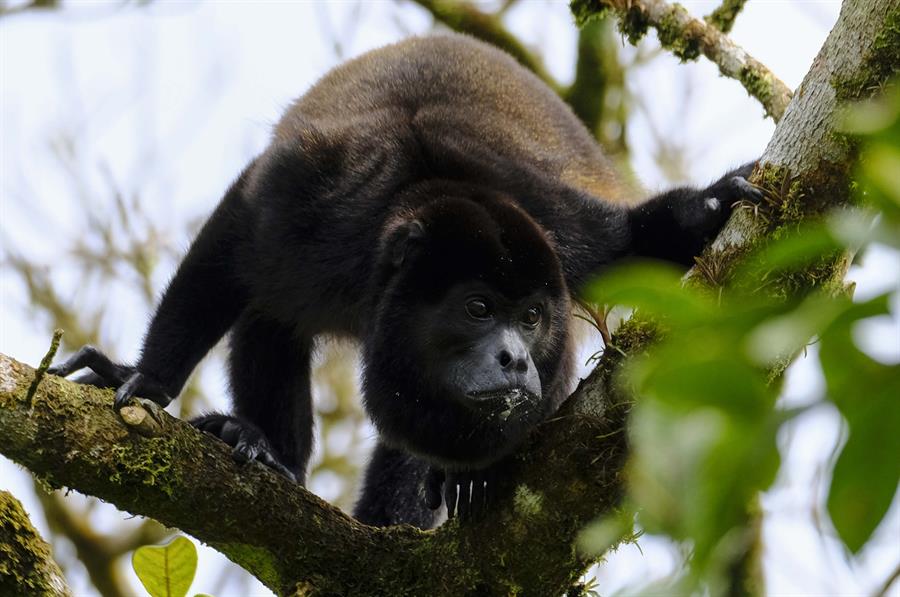 Reducir la pérdida de la biodiversidad evitará una «era de pandemias»