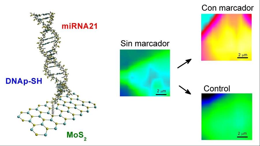 Detectan marcadores de cáncer de mama con luz de materiales bidimensionales