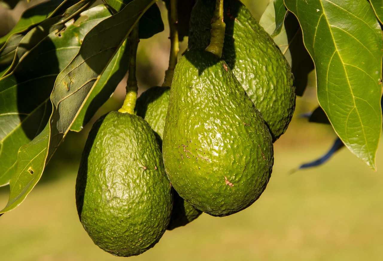 Sembradíos de aguacate aumentan estrés hídrico en Chile