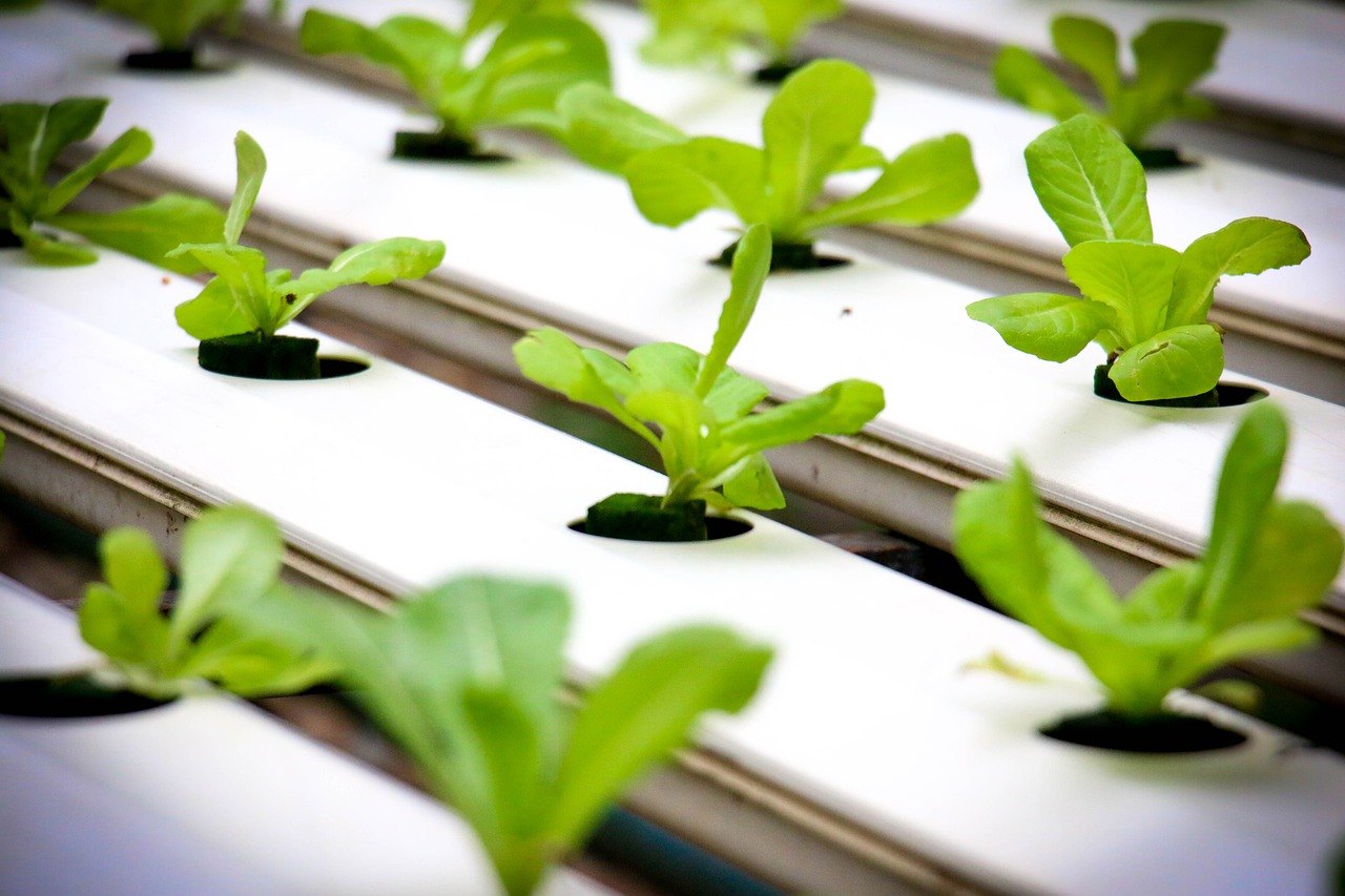 La hidroponía como técnica de agricultura sustentable del futuro