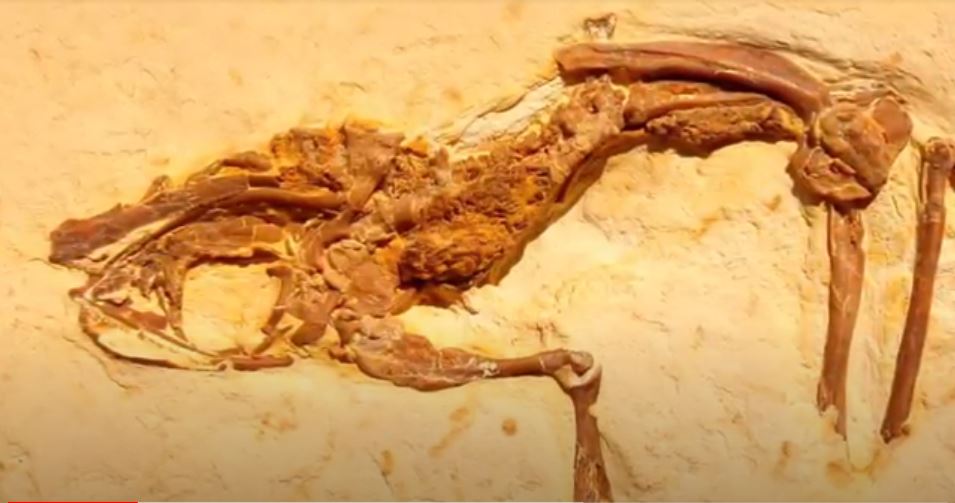  Pequeño fósil de rana reescribe la historia de la paleontología