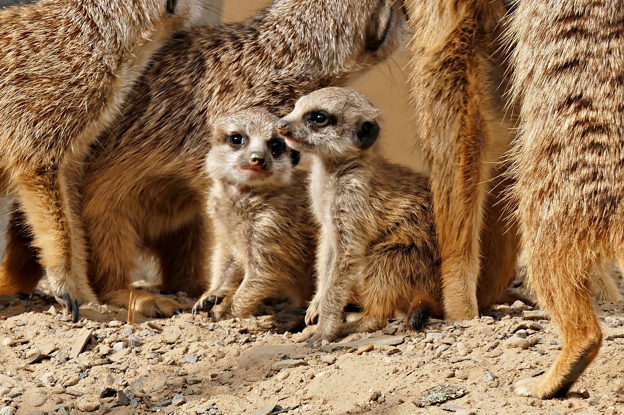 Falta de presencia humana provocó un “baby boom” en zoológico colombiano