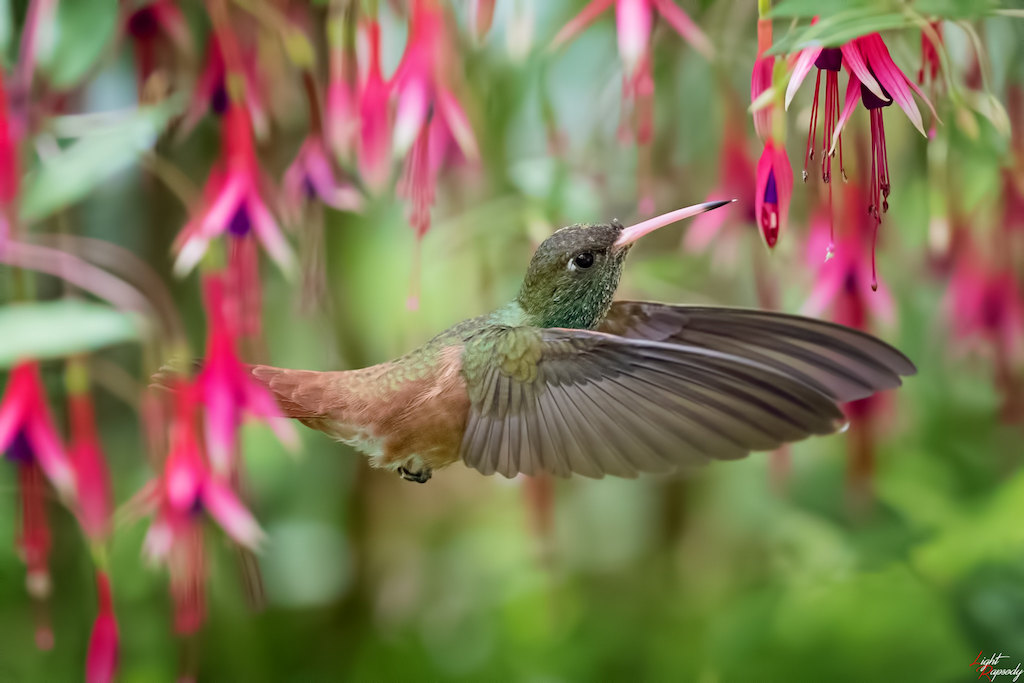  En México, invitan a la población a crear jardines para polinizadores 