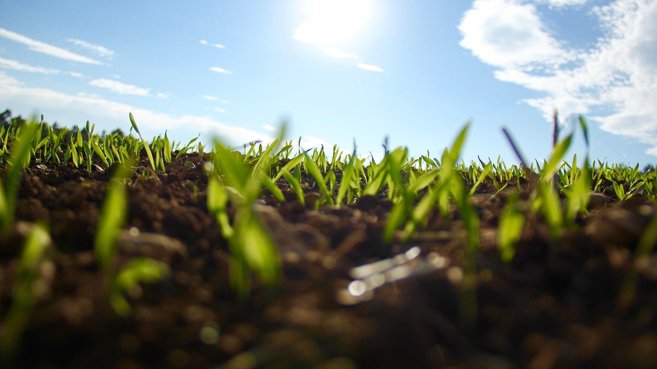 Cambios en cultivos; entre las claves para garantizar el sistema alimentario 