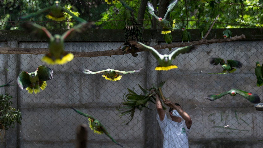 Un grupo de loras aprende a volar para ser libres en Nicaragua