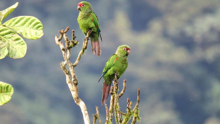 “Cajas nido” para salvar de la extinción al perico de Orcés en Ecuador