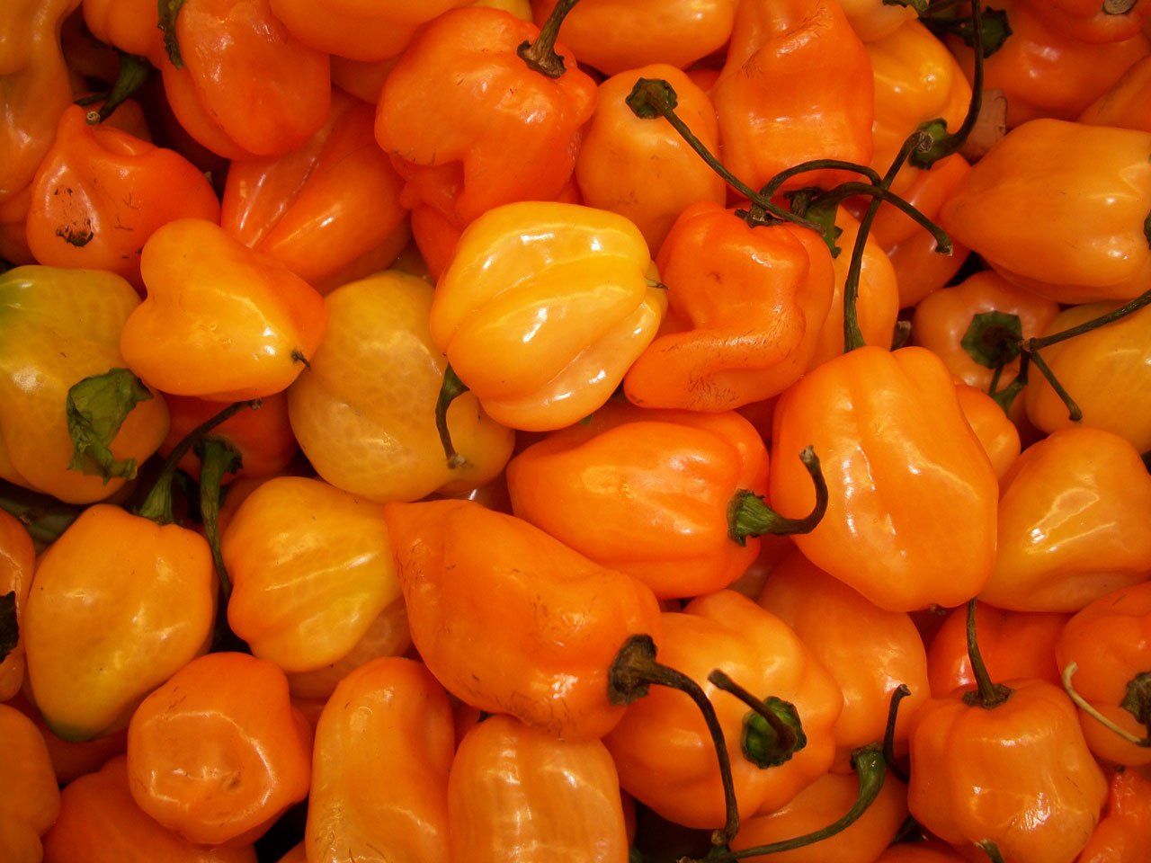 Chile habanero; popular en la gastronomía y con propiedades médicas