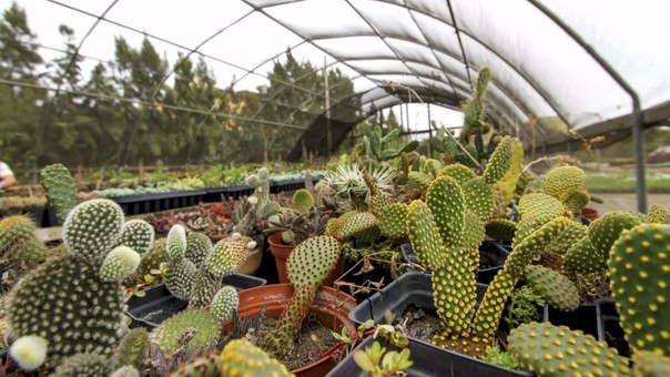 Jardín botánico de Perú alberga plantas de todo el mundo 