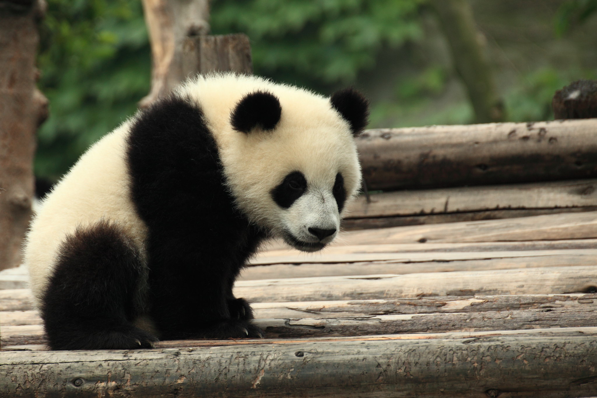  Washington celebra el nacimiento de un panda en su zoológico